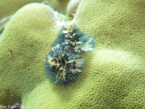 Porites mit Rhrenwrmern