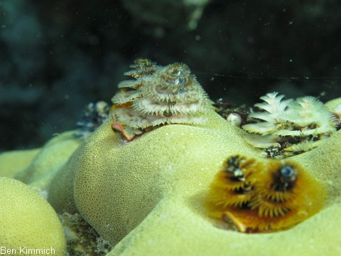 Porites mit Rhrenwrmern