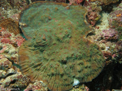Echinophyllia echinata, Gropolypige Steinkoralle