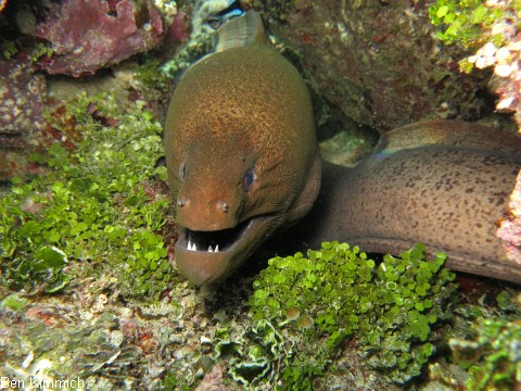 Gymnothorax javanicus, Riesenmurne