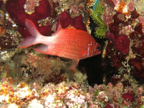 Sargocentron caudimaculatum, Silberfleck Husar