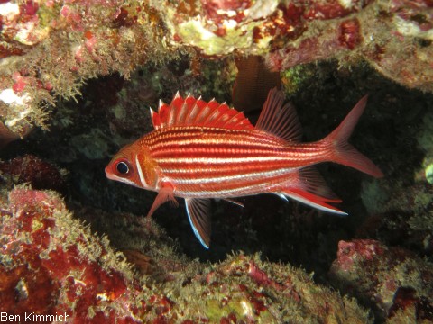Soldatenfische
