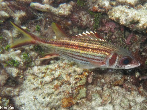 Neoniphon sammara, Blutfleck-Husar