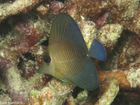 Zebrasoma scopas, Brauner Segelflossen-Doktor