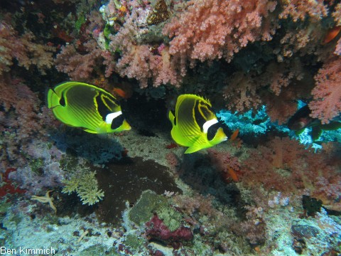 Chaetodon lunula, Mondischel-Falterfisch