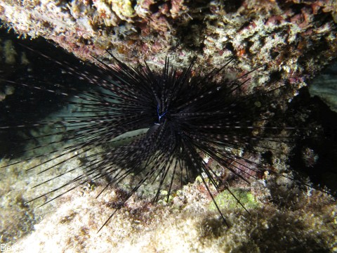 Echinothrix calamaris, Bleistift Diademseeigel