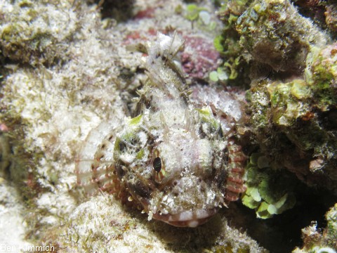 Scorpaenopsis sp., Drachenkopf