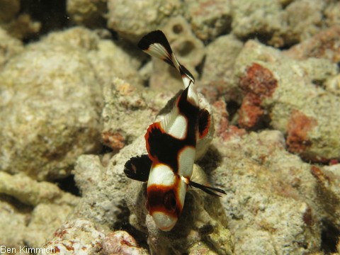 Plectorhinchus vittatus, Orient Ssslippe