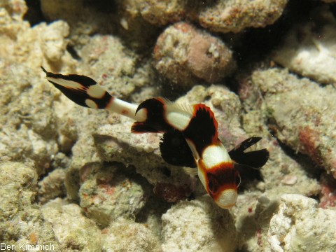 Plectorhinchus vittatus, Orient Ssslippe