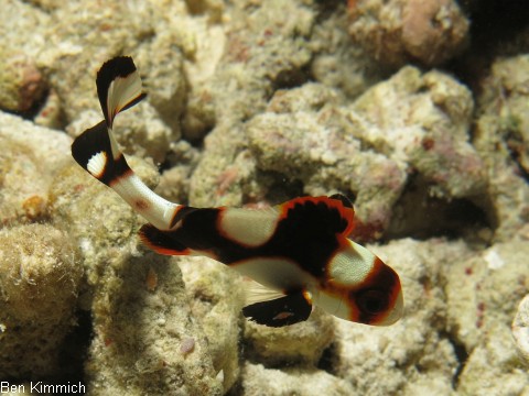Plectorhinchus vittatus, Orient Ssslippe