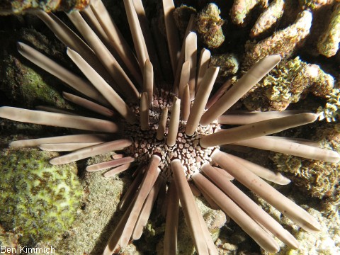 Heterocentrotus mamillatus, Griffel Seeigel