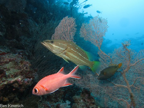Anyperodon leucogrammicus, Spitzkopf-Zackenbarsch