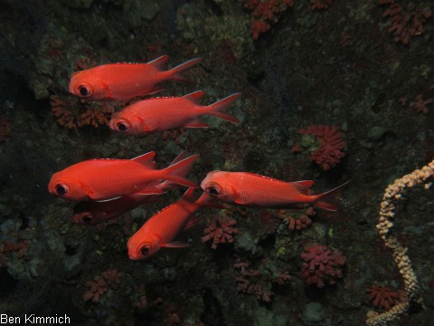 Myripristis sp. 01, Soldatenfisch