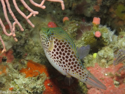 Canthigaster leoparda, Leopard-Kugelfisch