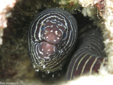 Gymnomuraena zebra, Zebramurne