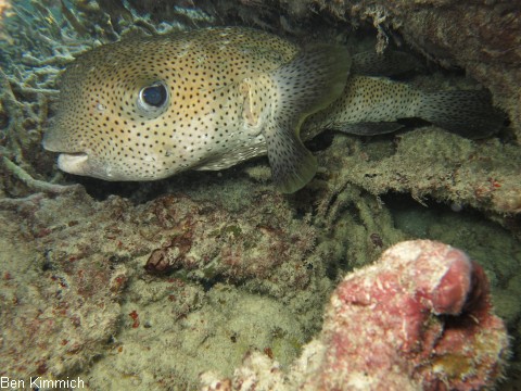 Diodon hystrix, Gepunkteter Igelfisch