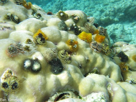 Porites mit Rhrenwrmern