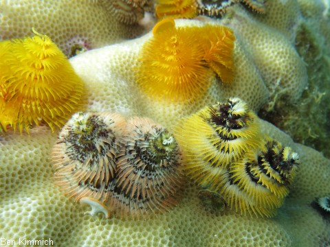 Porites mit Rhrenwrmern