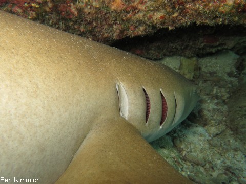 Nebrius ferrugineus, Ammenhai