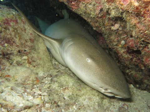 Nebrius ferrugineus, Ammenhai