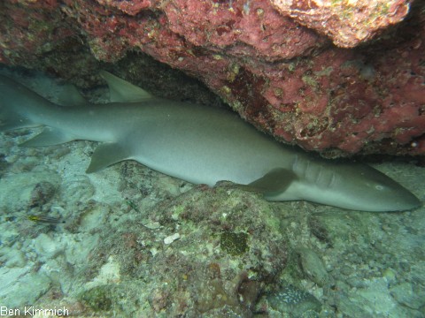 Nebrius ferrugineus, Ammenhai