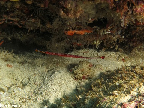 Dunckerocampus multiannulatus, Geringelte - Seenadel