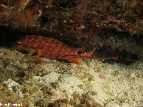Dunckerocampus multiannulatus, Geringelte - Seenadel