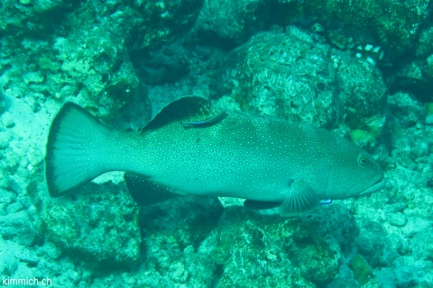 Plectropomus laevis, Sattel-Forellenbarsch