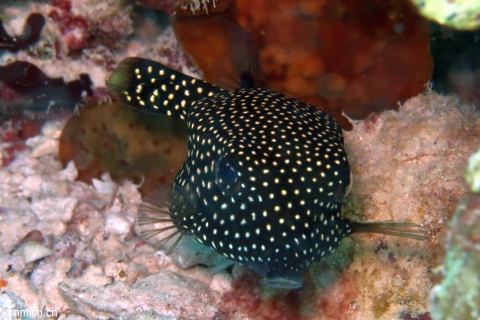 Ostracion meleagris, Wei t fpel-Kofferfisch