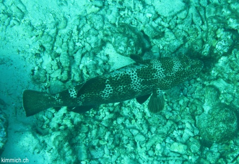 Plectropomus laevis, Sattel-Forellenbarsch