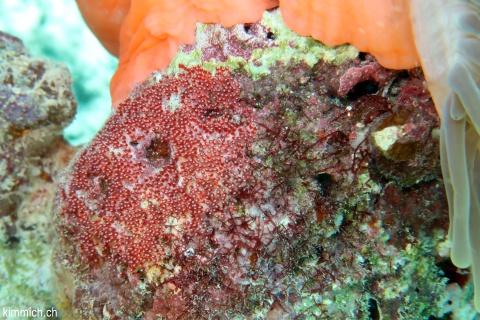 Amphiprion nigripes, Malediven - Anemonenfisch