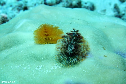 Porites mit Rhrenwrmern