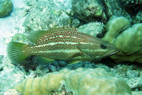 Anyperodon leucogrammicus, Spitzkopf-Zackenbarsch