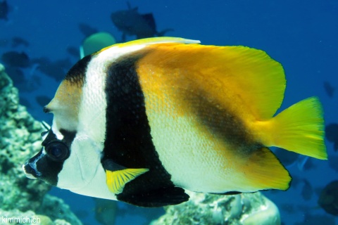 Heniochus monoceros, Masken-Wimpelfisch