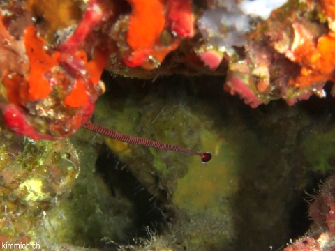Dunckerocampus multiannulatus, Geringelte - Seenadel