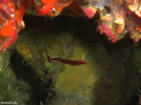 Dunckerocampus multiannulatus, Geringelte - Seenadel