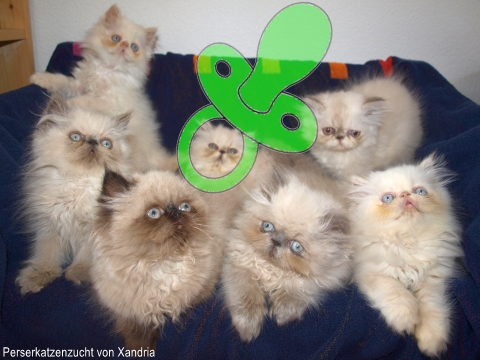 Kitten/Ktzchen