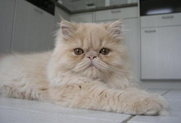 Mischa