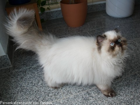 Lola